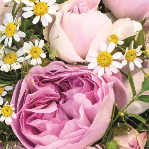 SAPPHIRE (floribunda)